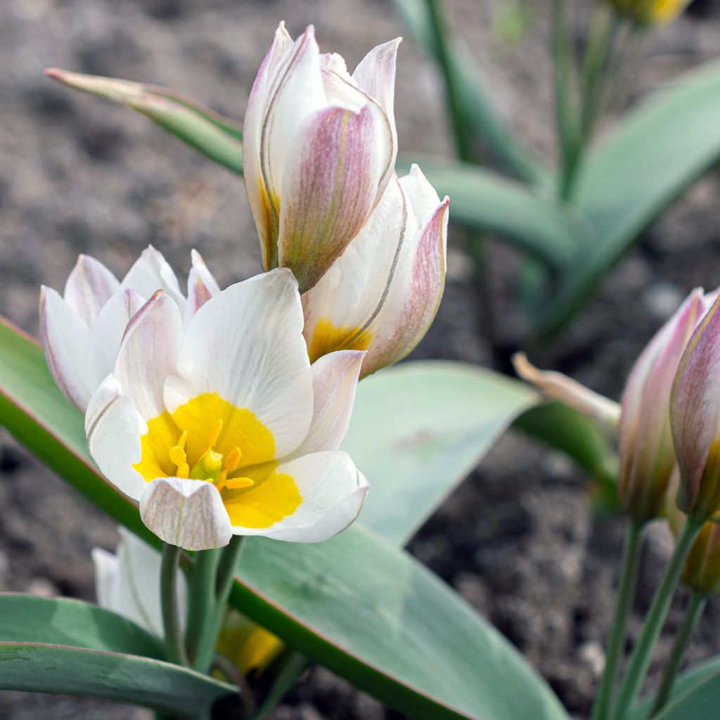 Tulipe botanique polychroma