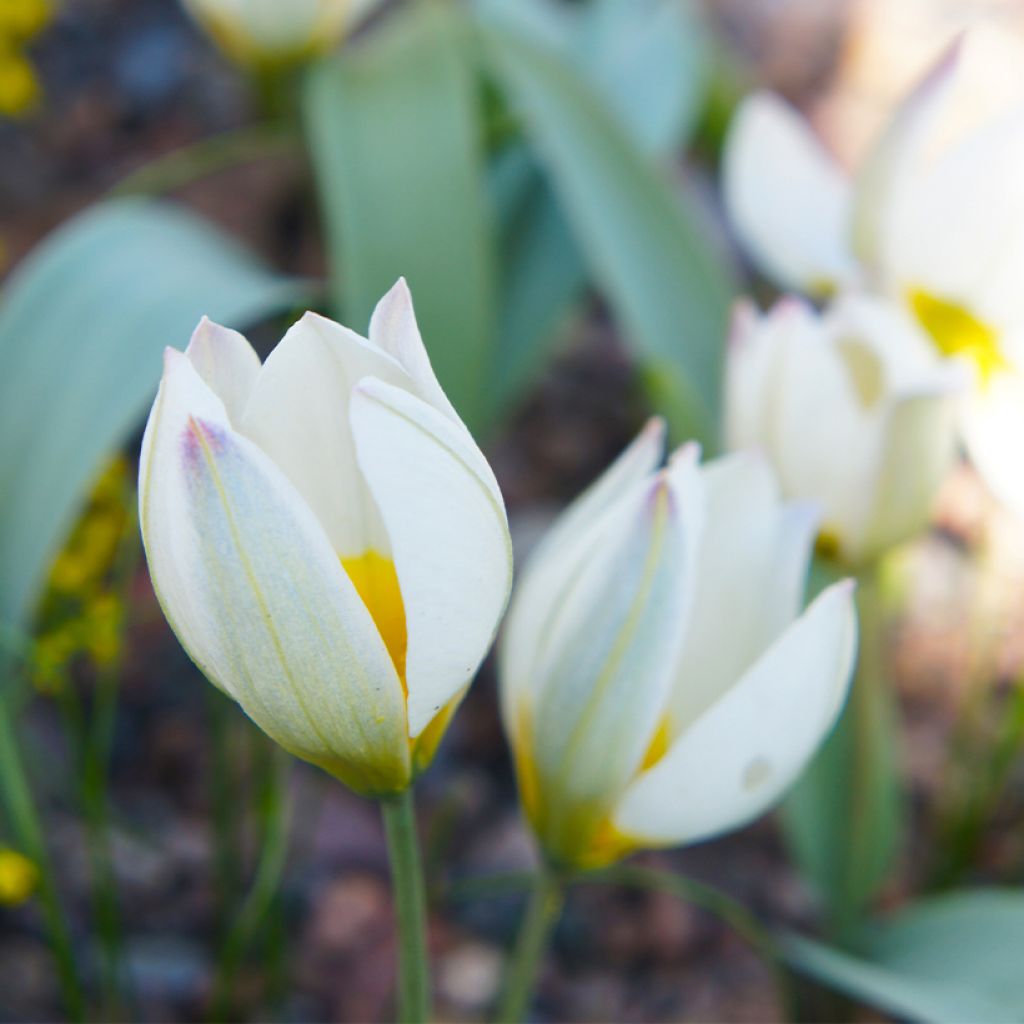 Tulipe botanique polychroma