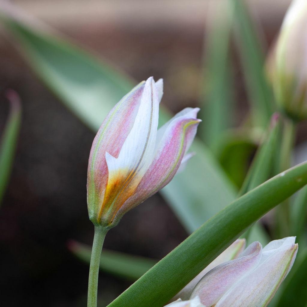 Tulipe botanique polychroma