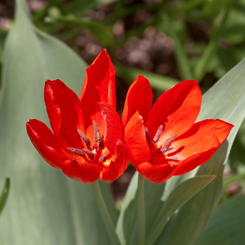 Tulipe botanique praestans Fusilier
