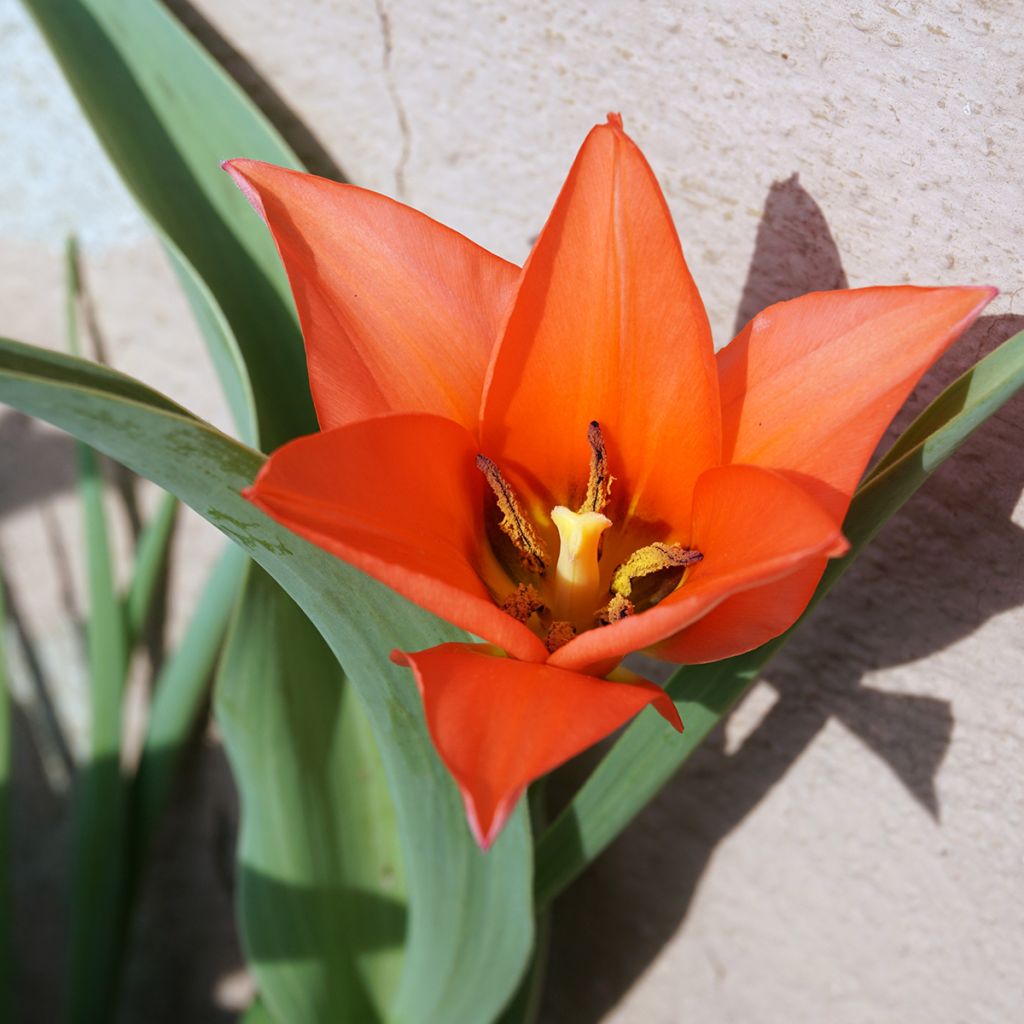 Tulipe botanique praestans Fusilier