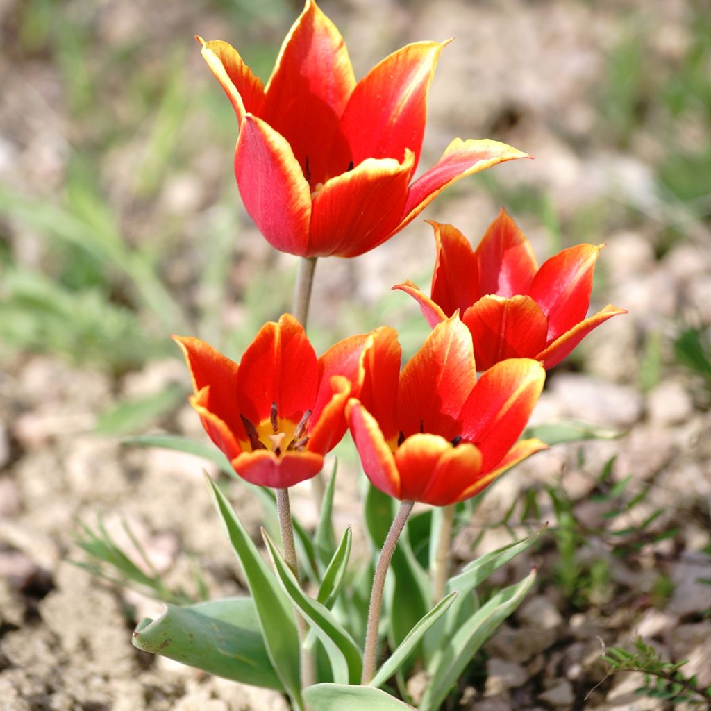 Tulipe botanique schrenkii