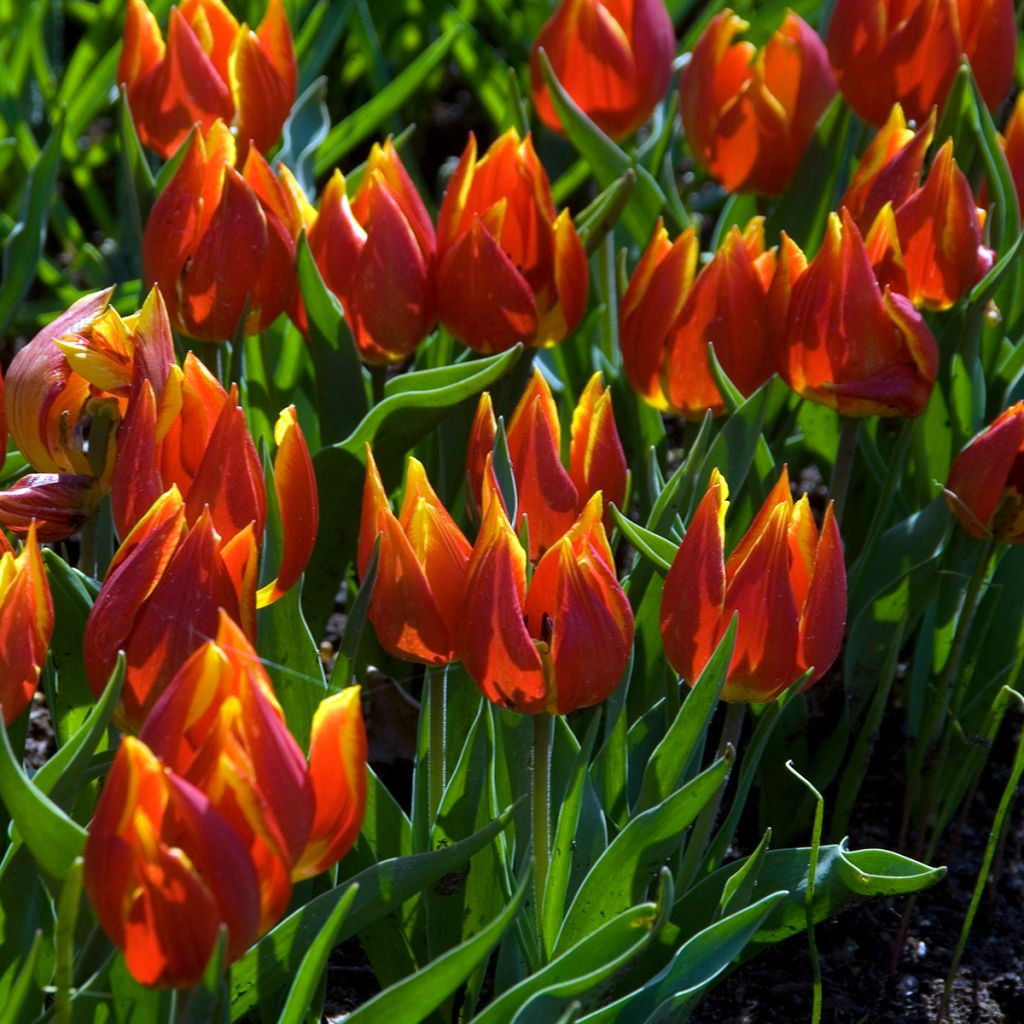 Tulipe botanique schrenkii