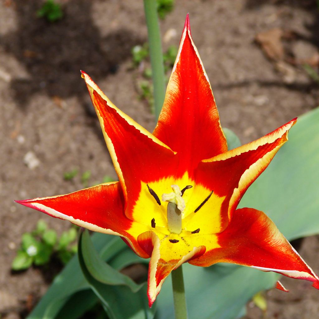 Tulipe botanique schrenkii