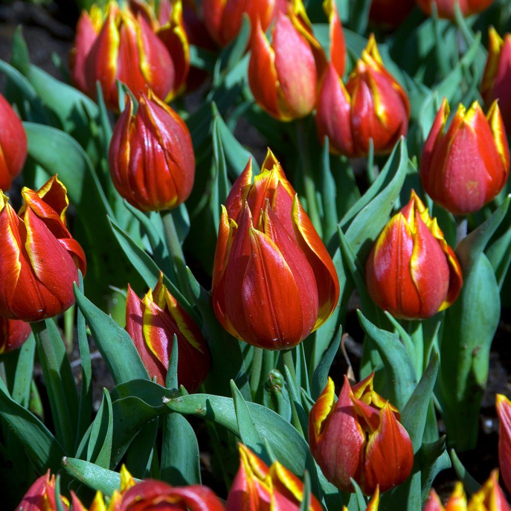 Tulipe botanique schrenkii