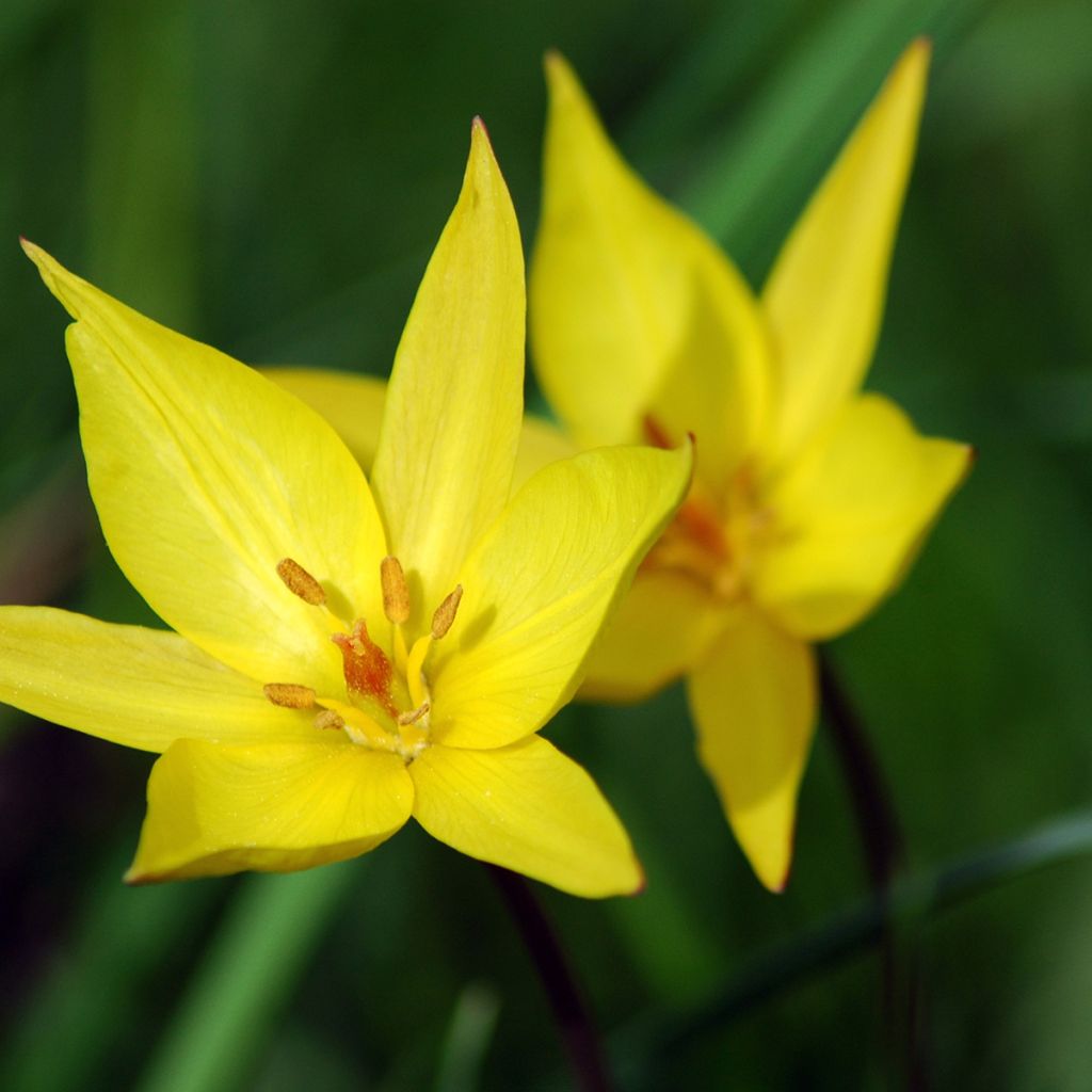 Tulipe botanique sylvestris