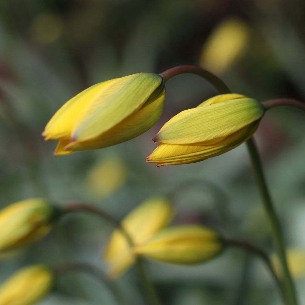 Tulipe botanique sylvestris