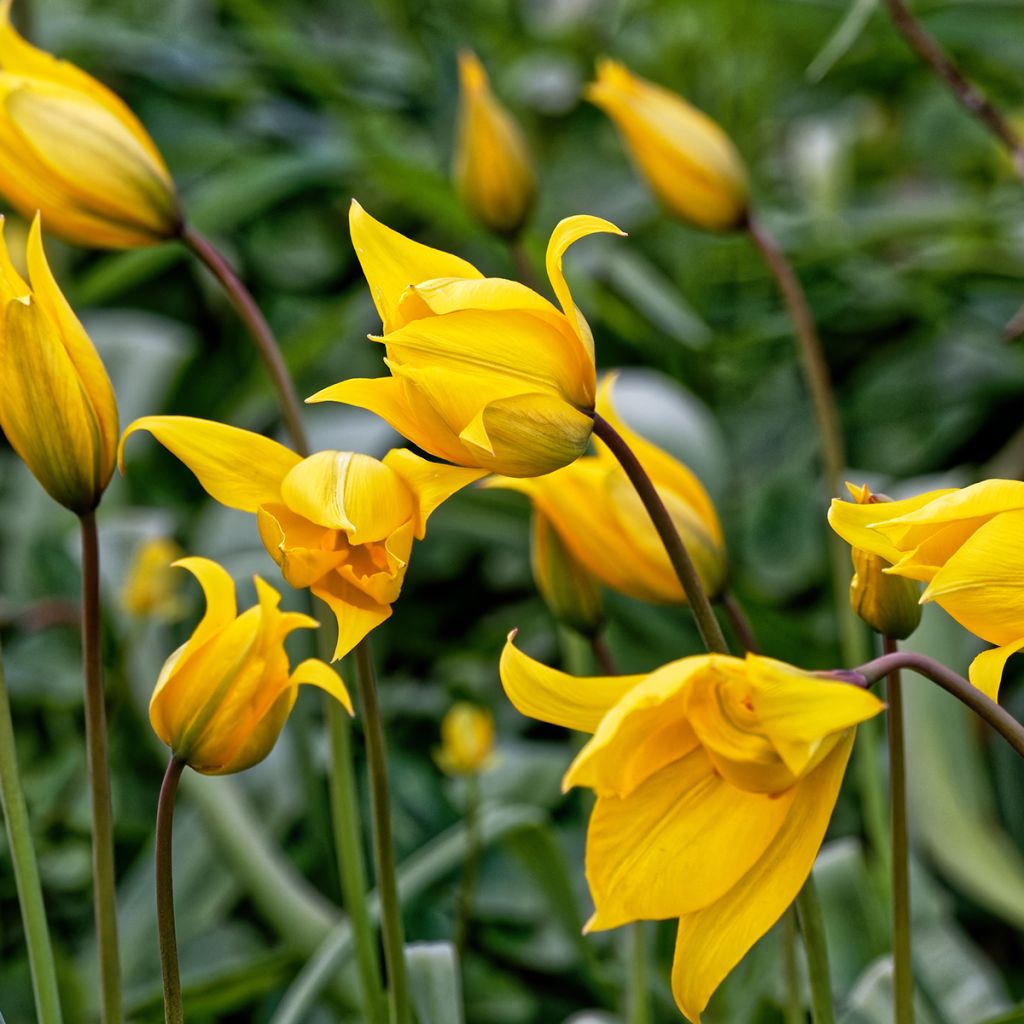 Tulipe botanique sylvestris