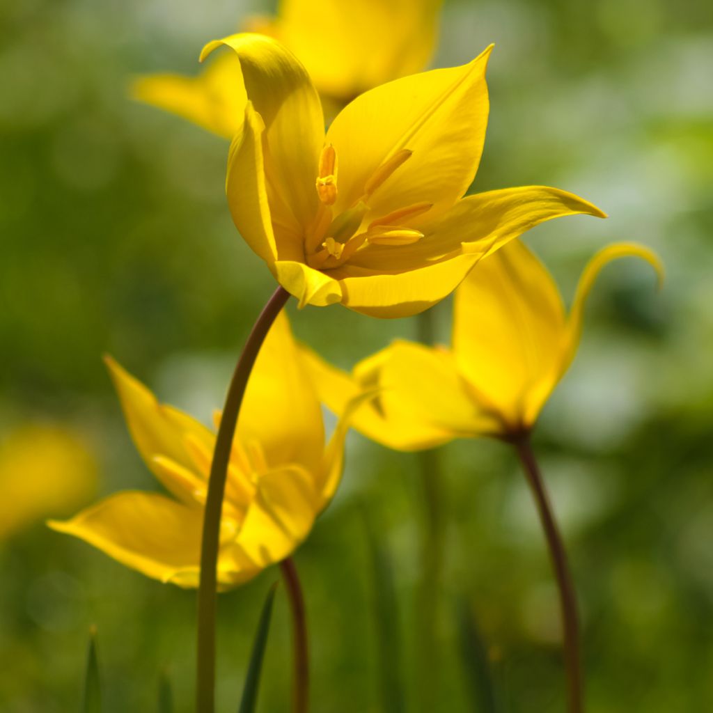 Tulipe botanique sylvestris