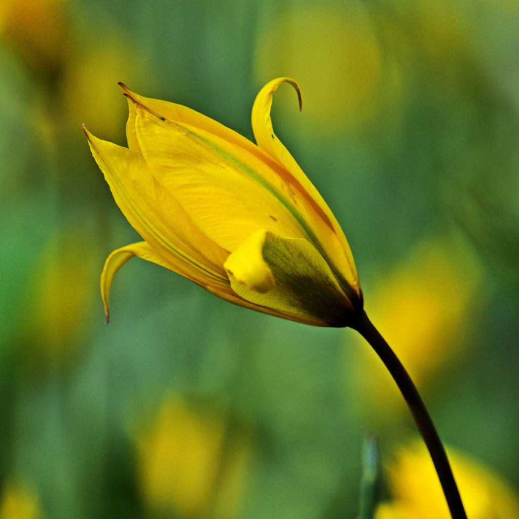 Tulipe botanique sylvestris