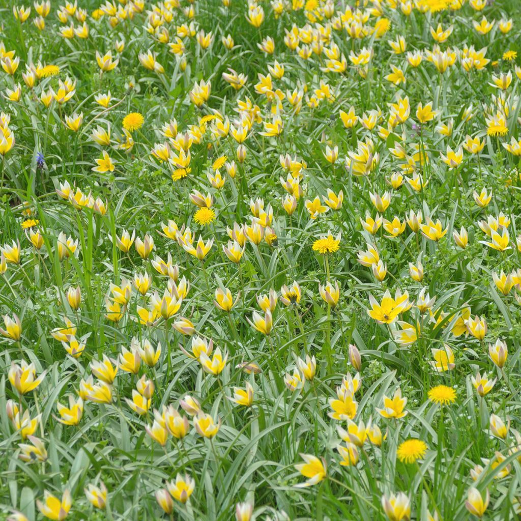 Tulipe botanique sylvestris