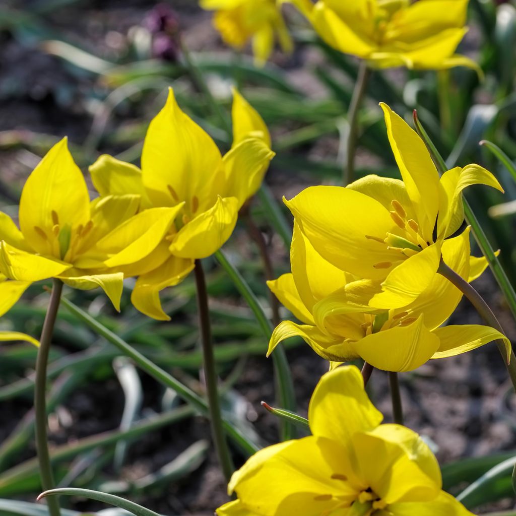 Tulipe botanique sylvestris