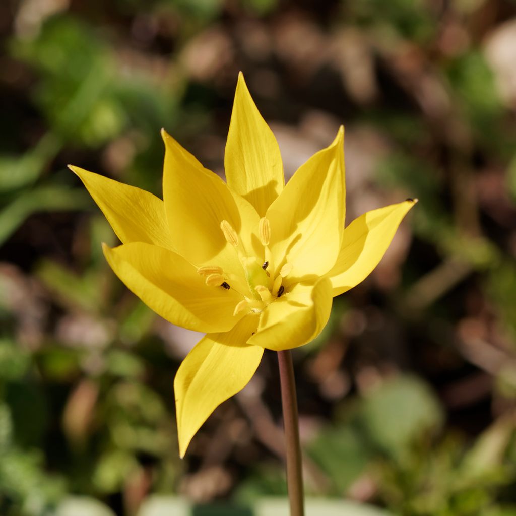 Tulipe botanique sylvestris