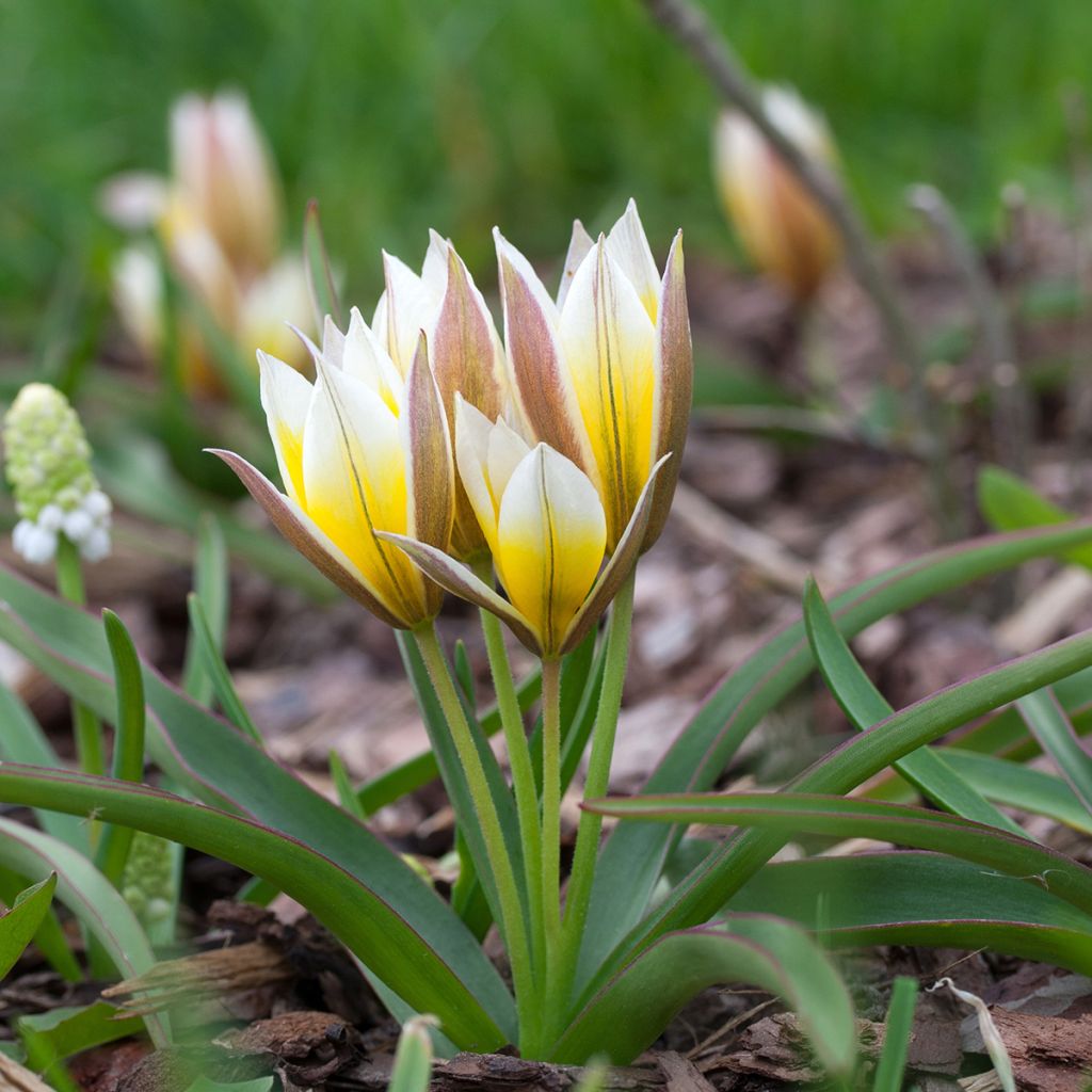 Tulipe botanique tarda