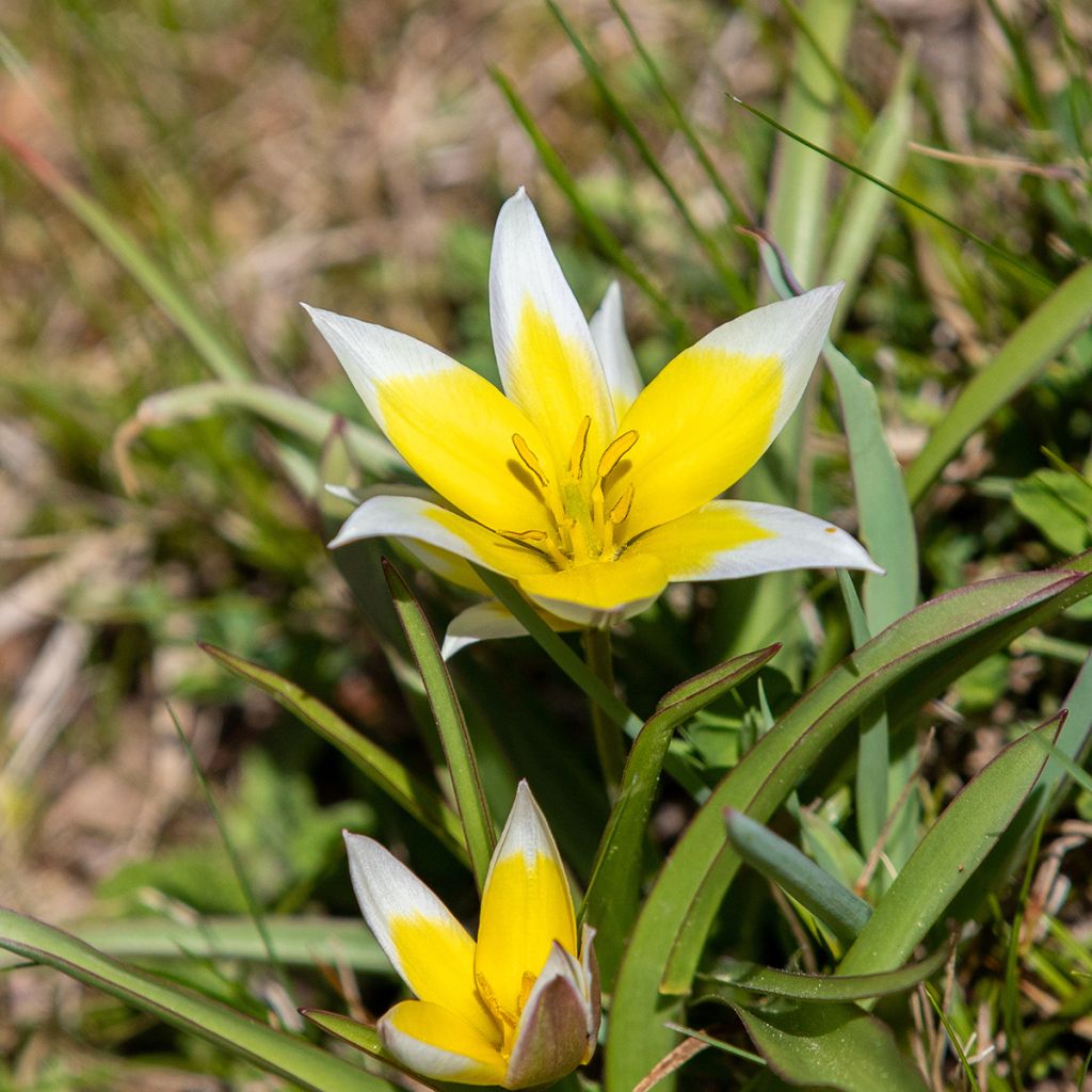 Tulipe botanique tarda