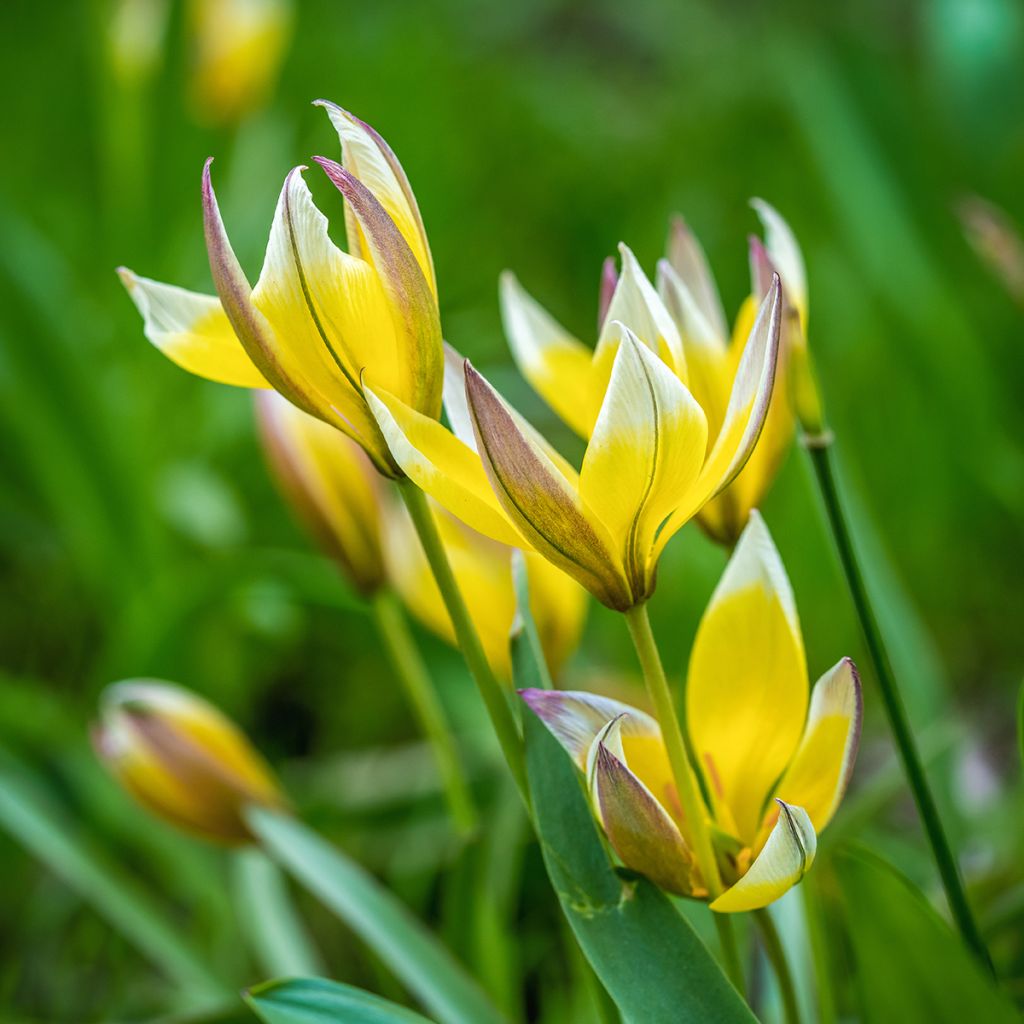 Tulipe botanique tarda