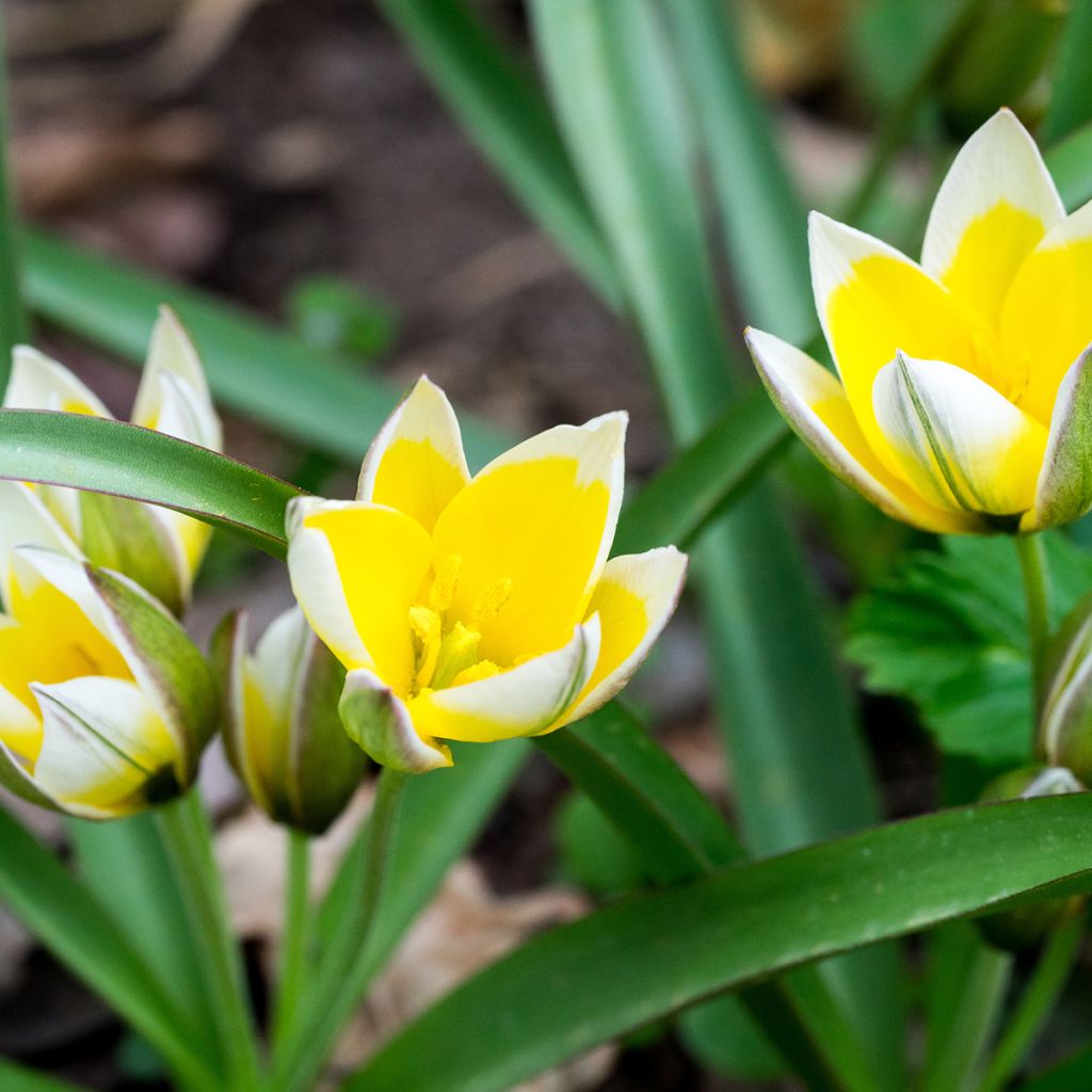 Tulipe botanique tarda