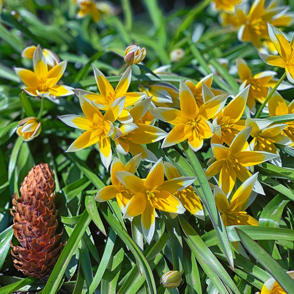 Tulipe botanique tarda