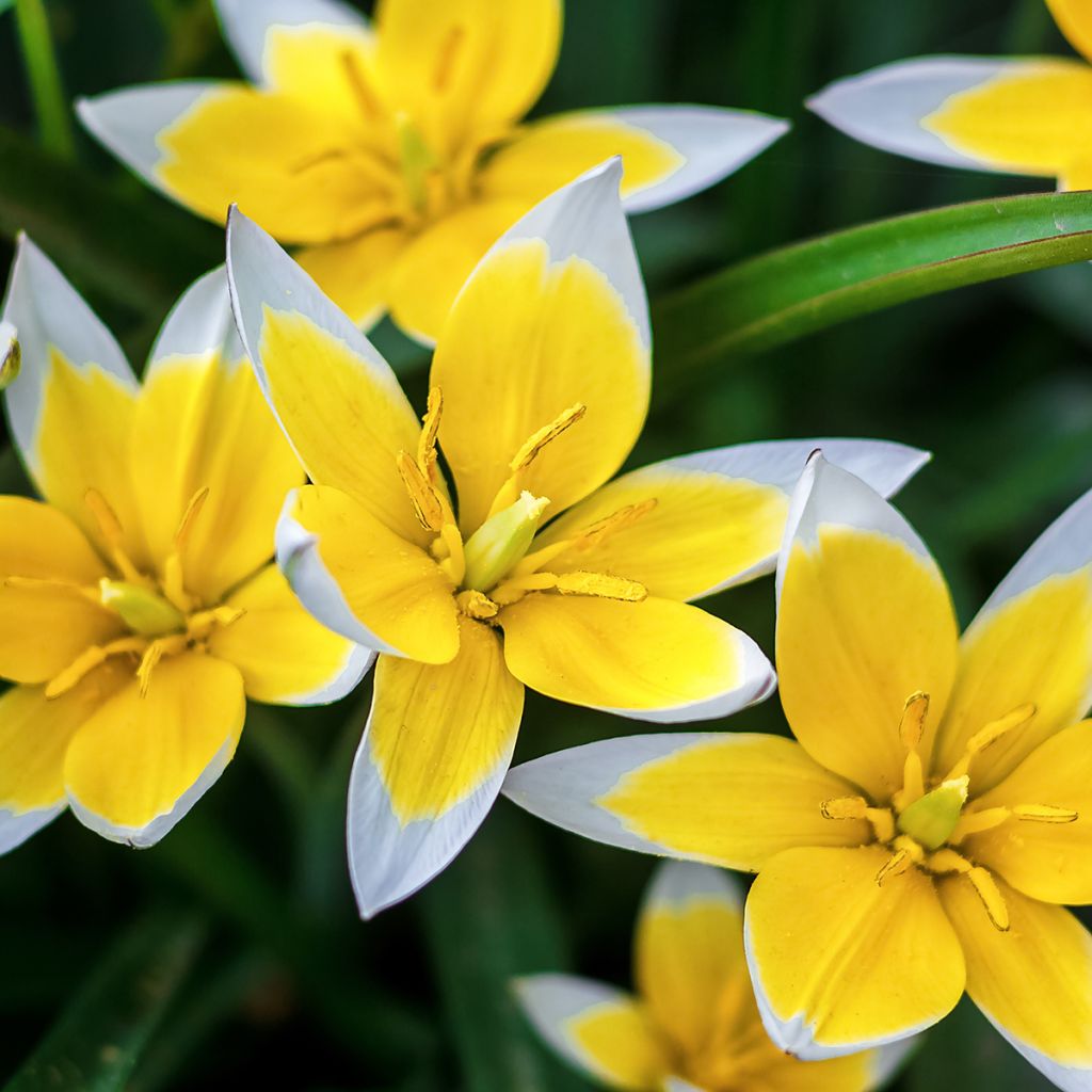 Tulipe botanique tarda