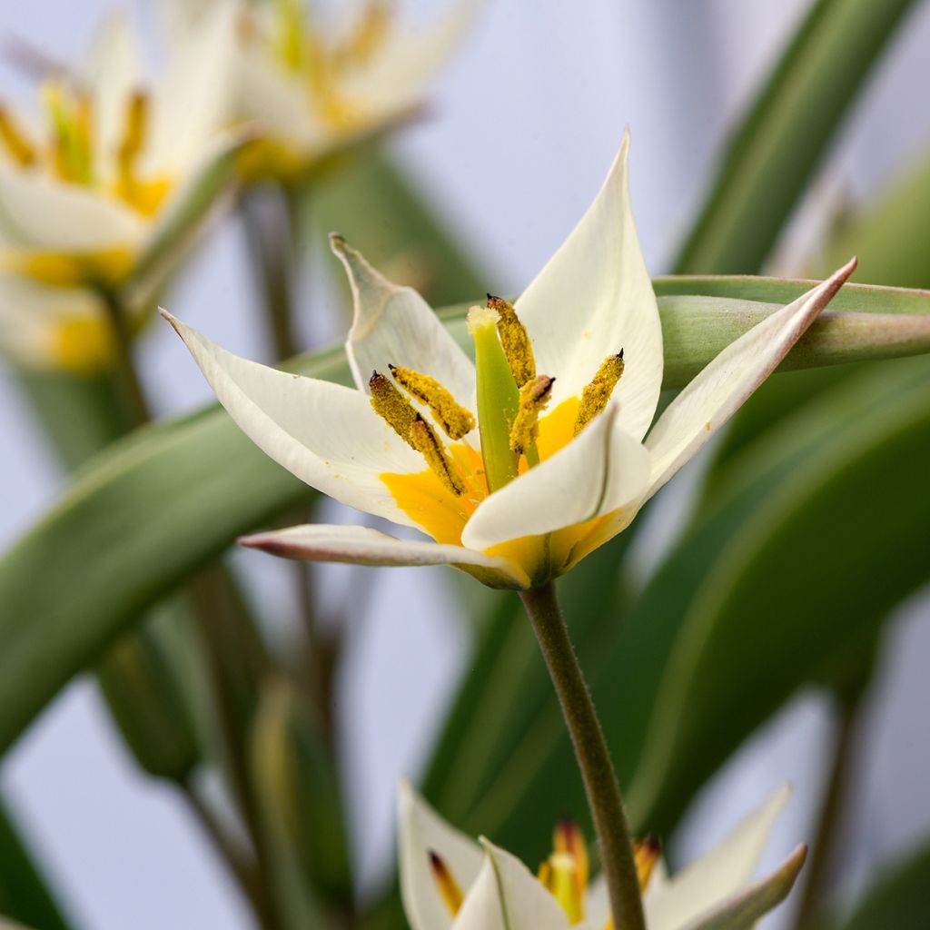 Tulipe botanique turkestanica