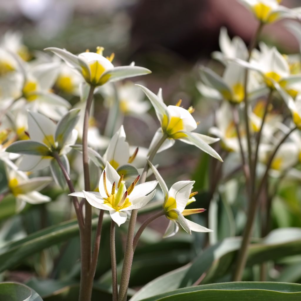 Tulipe botanique turkestanica