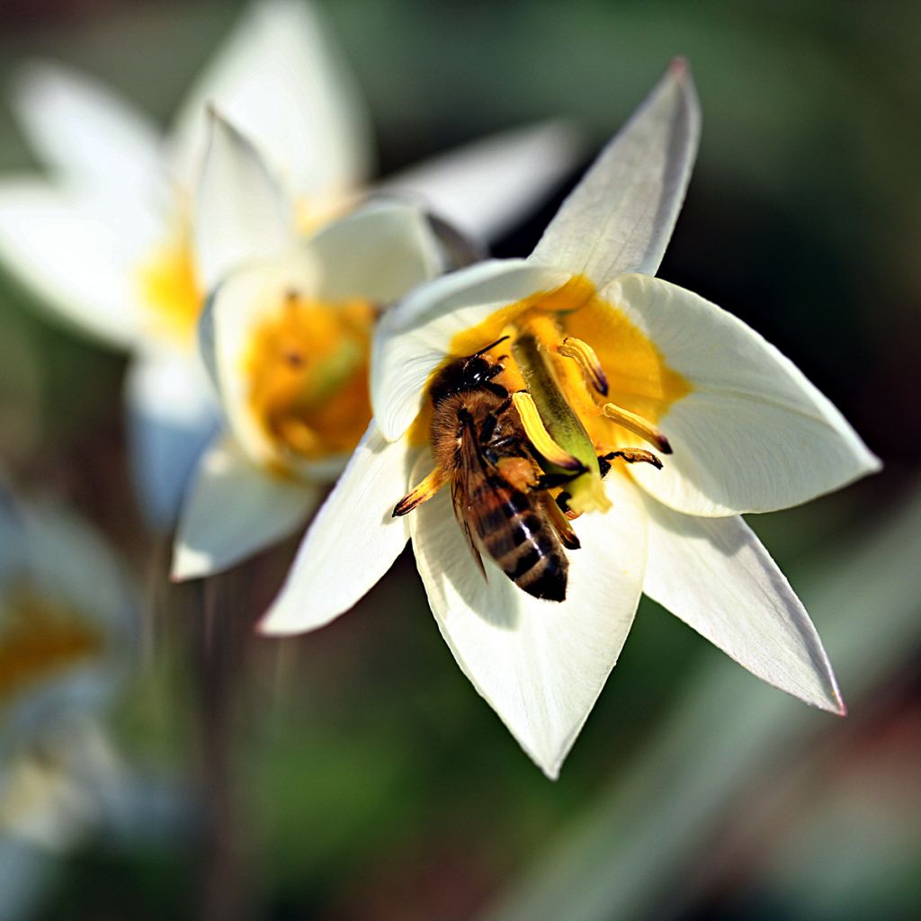 Tulipe botanique turkestanica