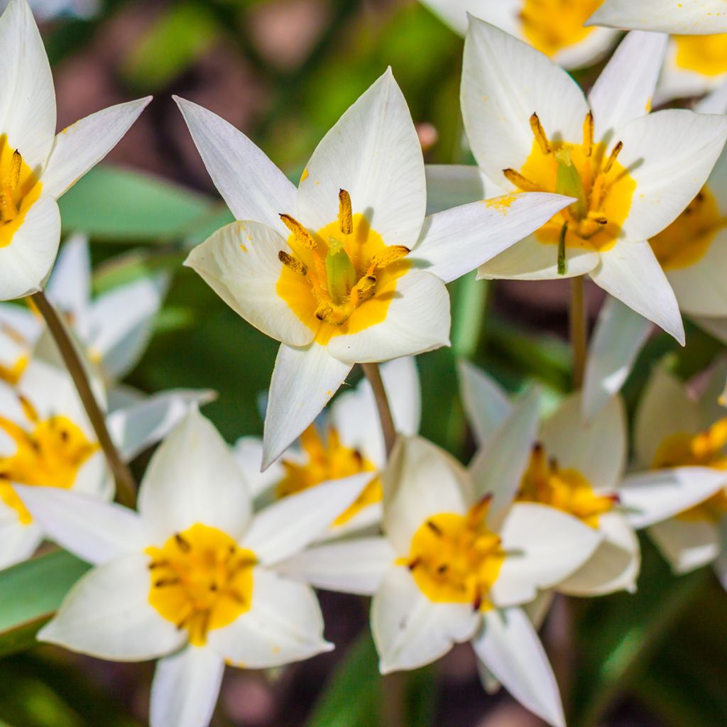 Tulipe botanique turkestanica