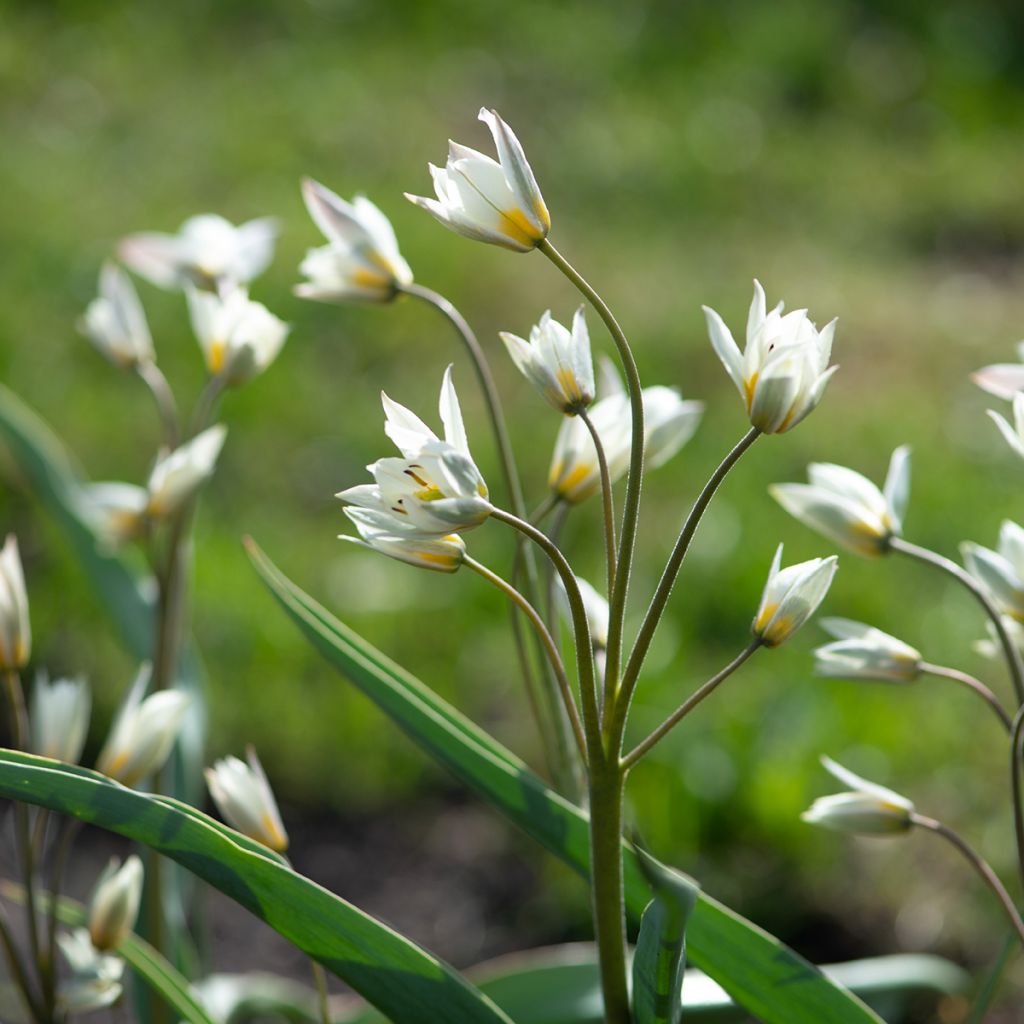 Tulipe botanique turkestanica