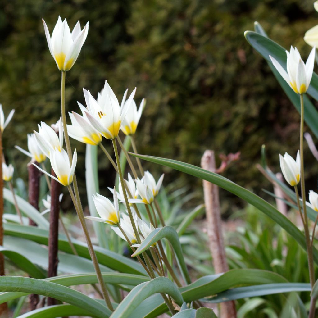 Tulipe botanique turkestanica