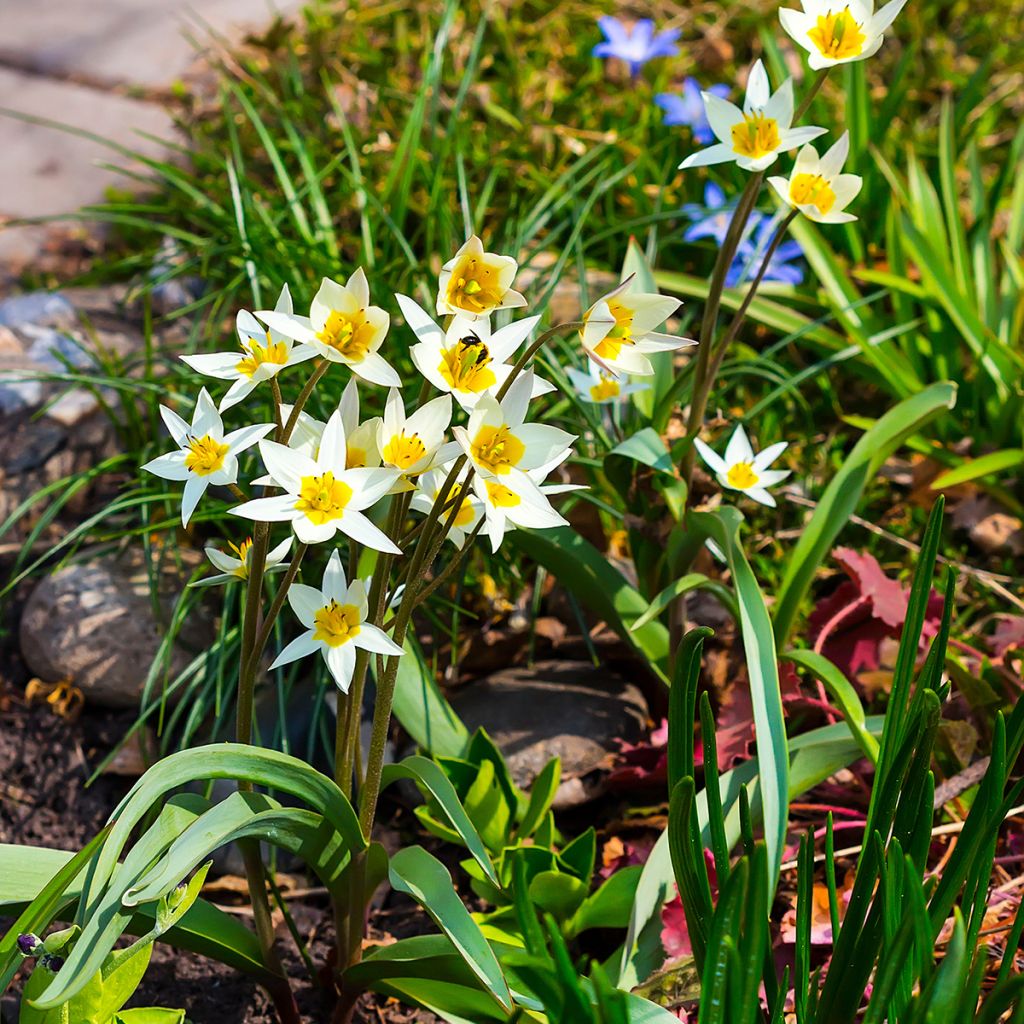 Tulipe botanique turkestanica