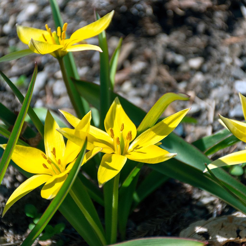 Tulipe botanique urumiensis