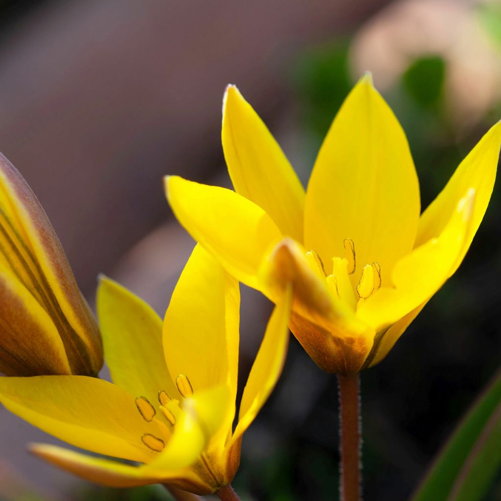 Tulipe botanique urumiensis