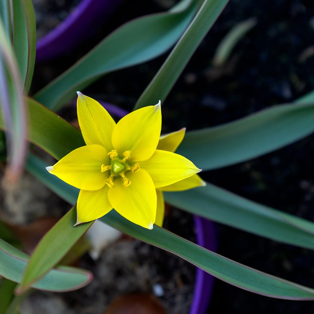 Tulipe botanique urumiensis