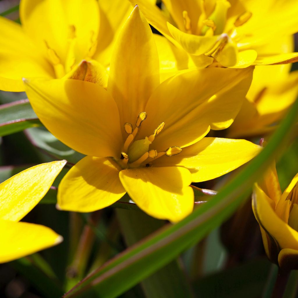 Tulipe botanique urumiensis