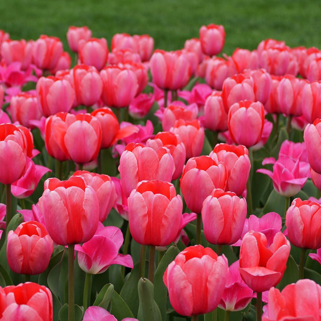 Tulipe de Darwin Pink Impression