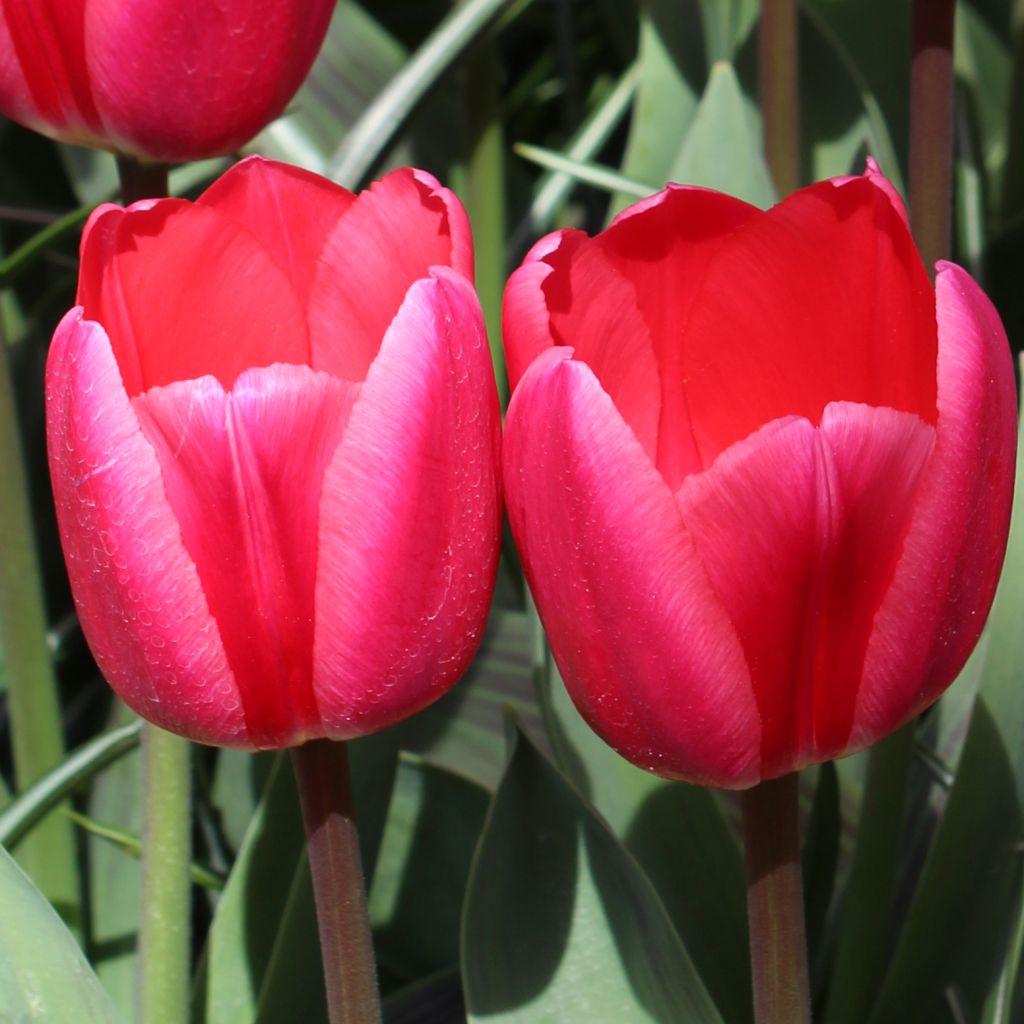 Tulipe darwin hybride Rosy Delight