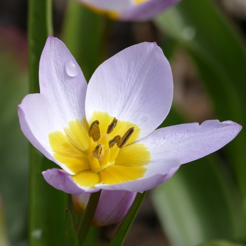 Tulipe de Crète - Tulipa saxatilis