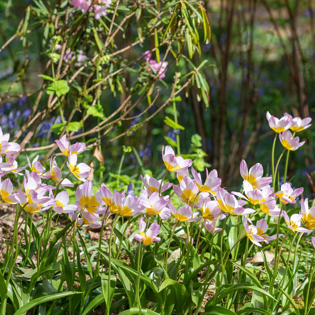 Tulipe de Crète - Tulipa saxatilis