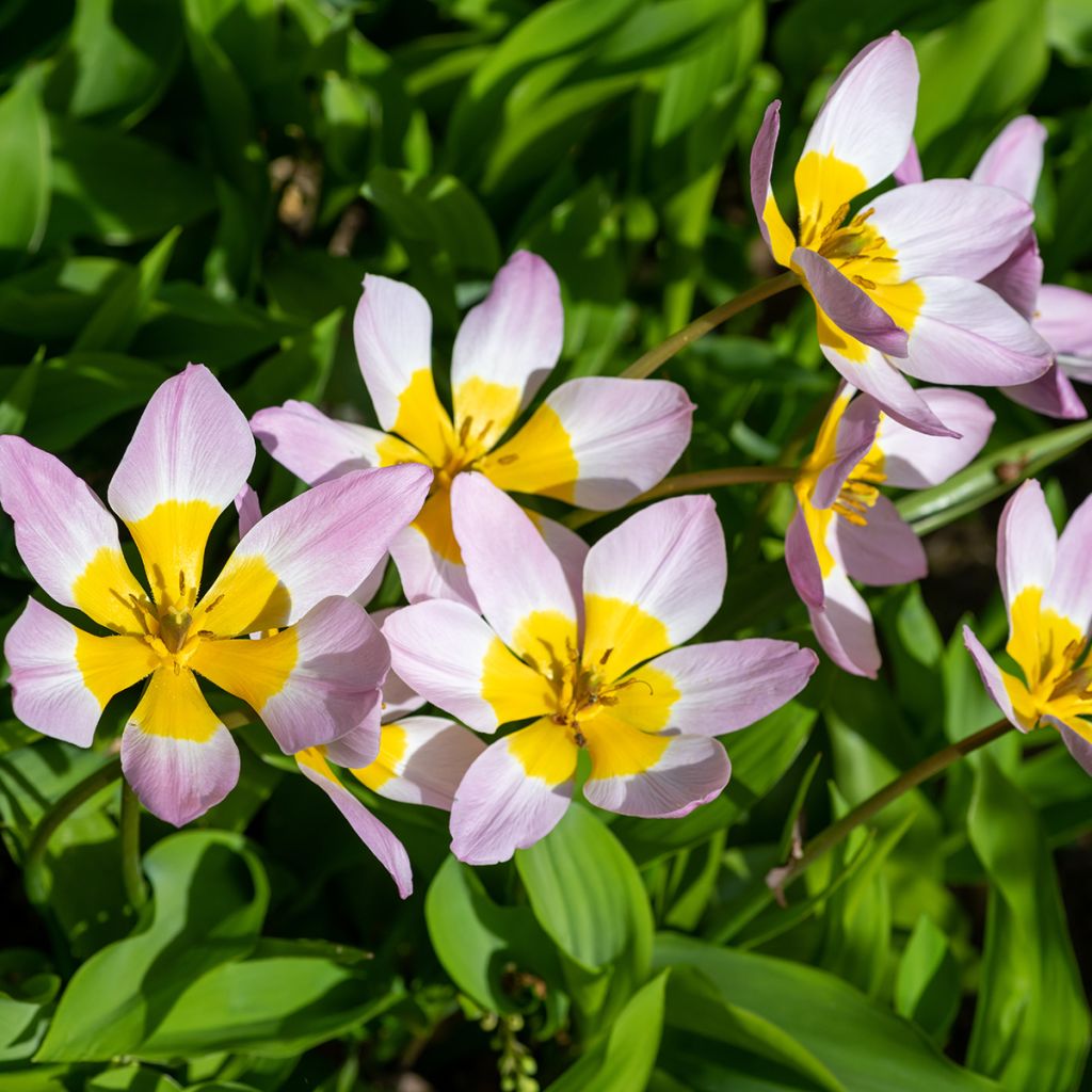 Tulipe de Crète - Tulipa saxatilis