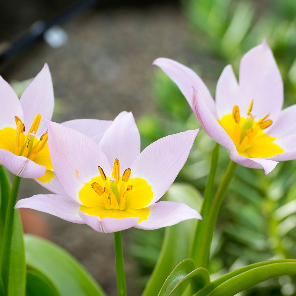 Tulipe de Crète - Tulipa saxatilis