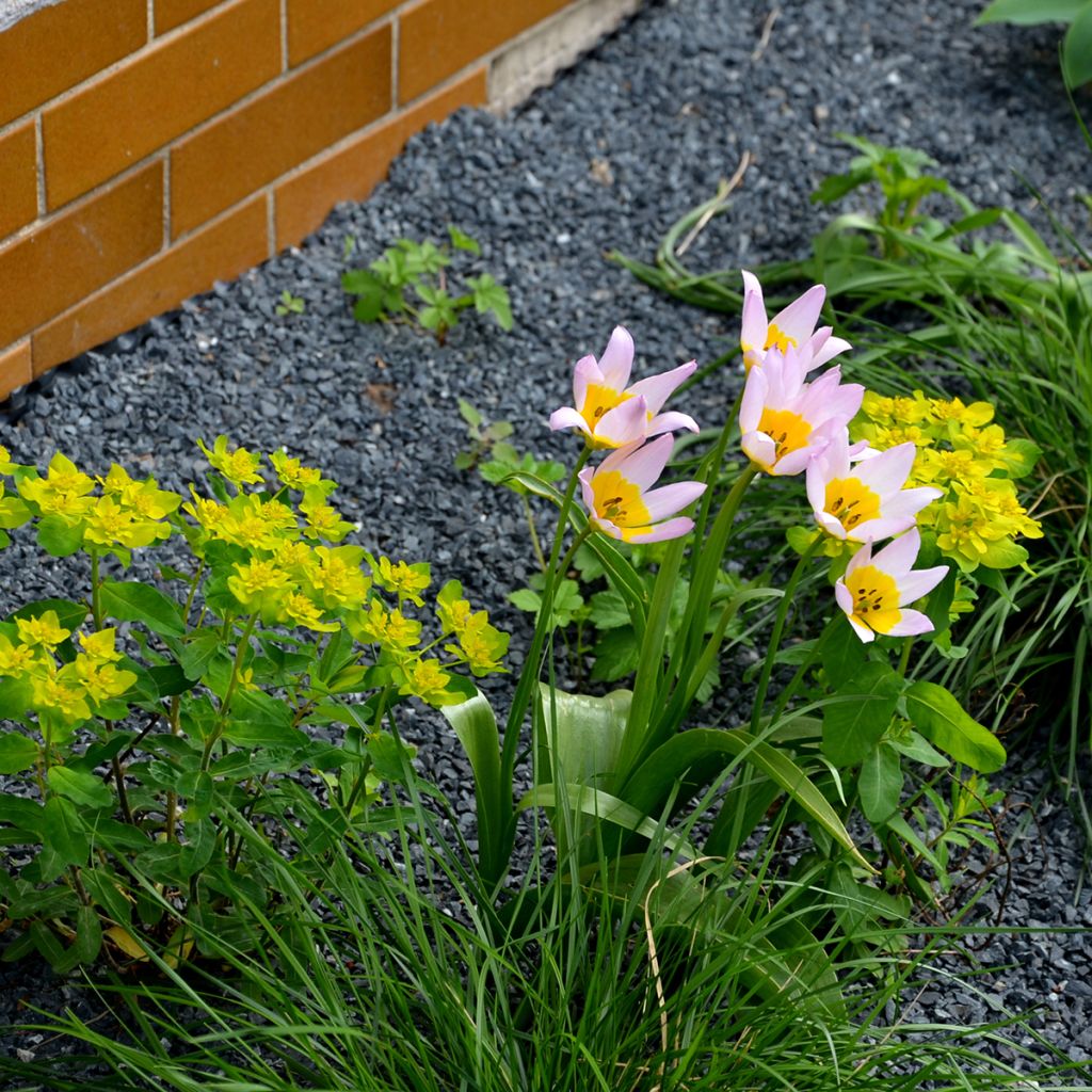 Tulipe de Crète - Tulipa saxatilis