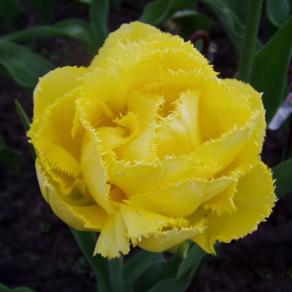 Tulipe dentelée double Exotic Sun