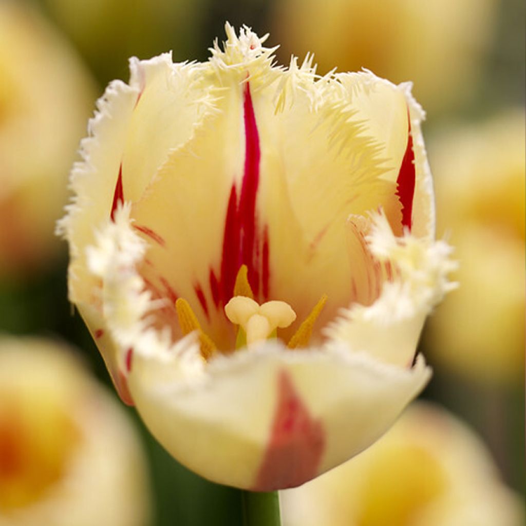 Tulipe dentelée Carrousel