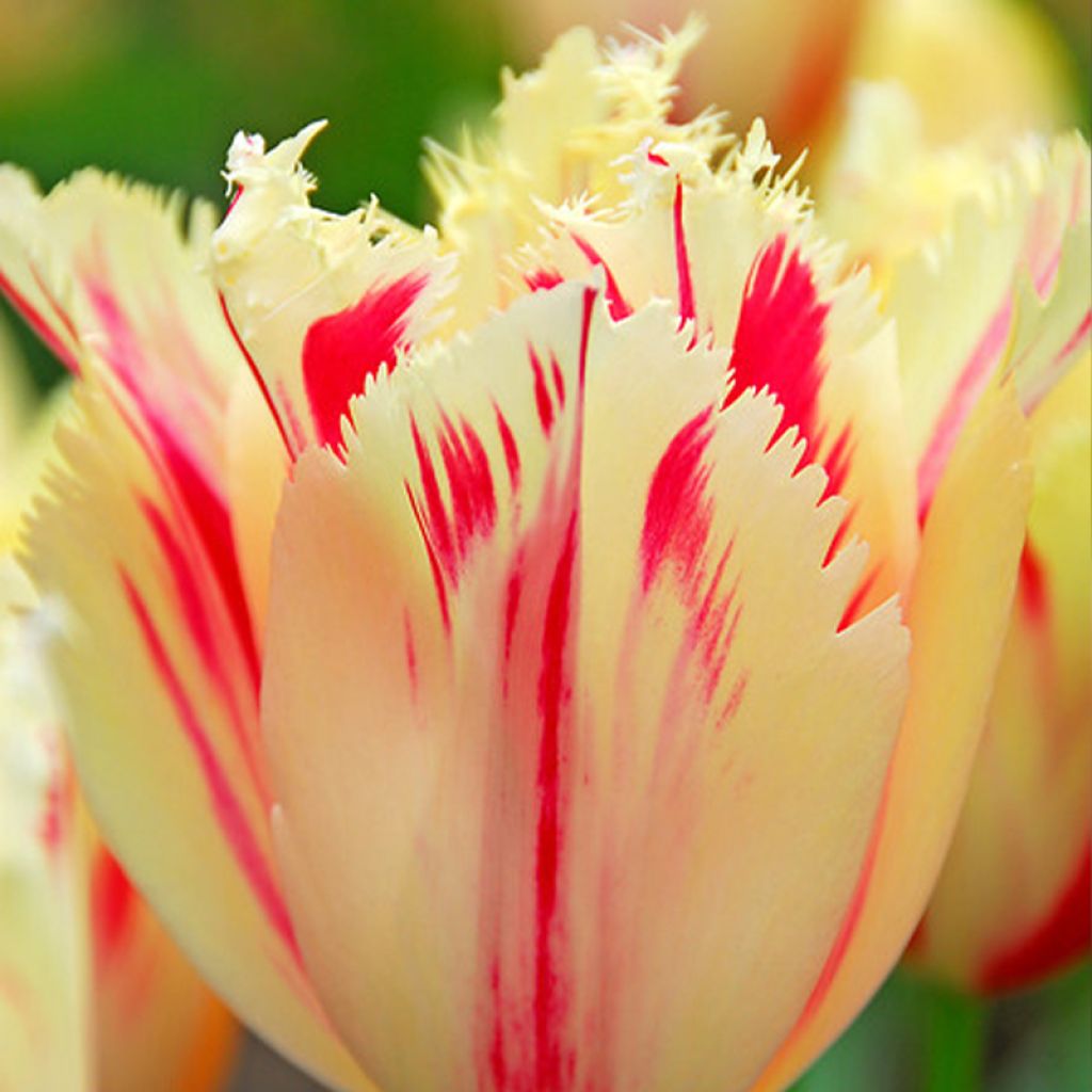 Tulipe dentelée Carrousel