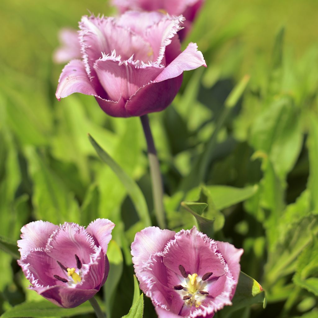 Tulipe dentelée Cummins