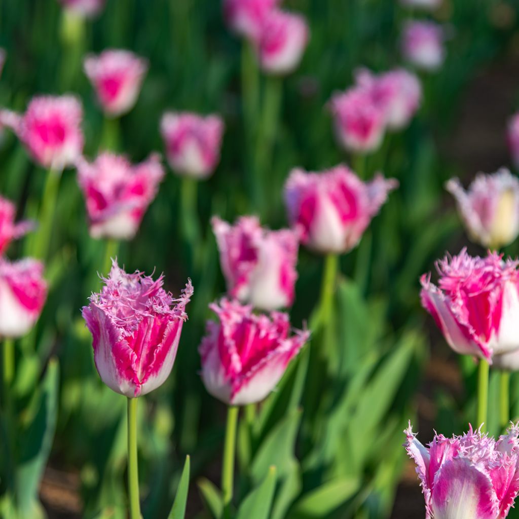 Tulipe dentelée Huis Ten Bosch