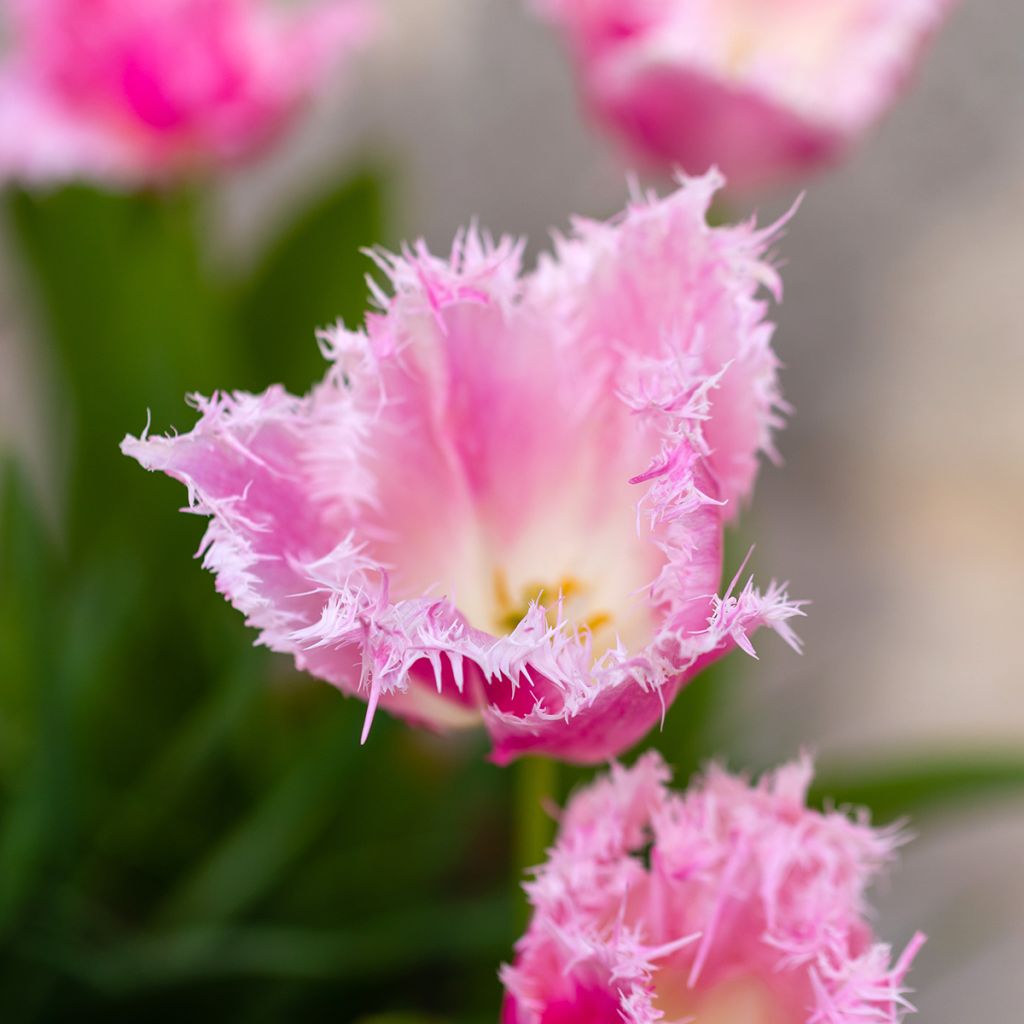 Tulipe dentelée Huis Ten Bosch