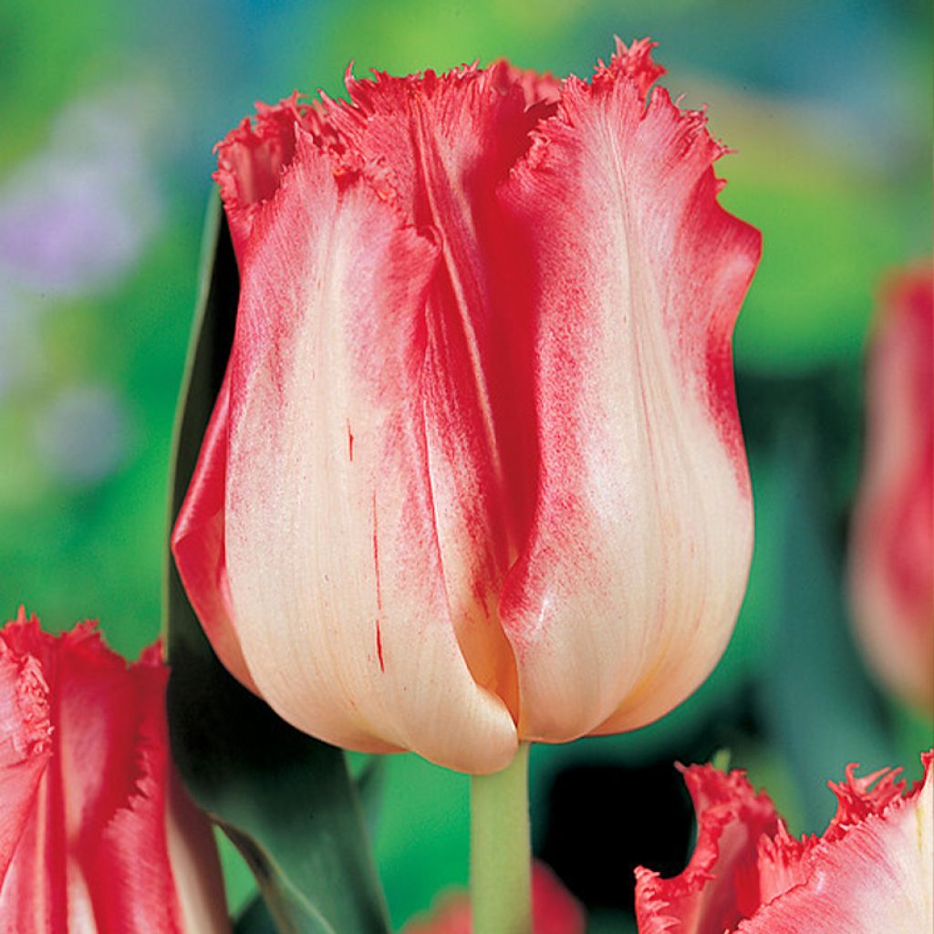 Tulipe dentelée Lingerie