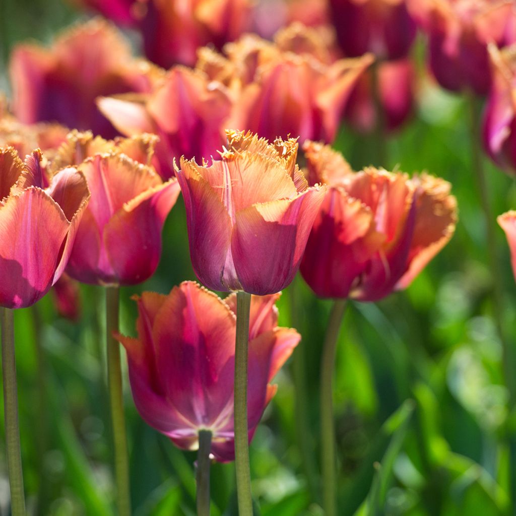 Tulipe dentelée Louvre Orange