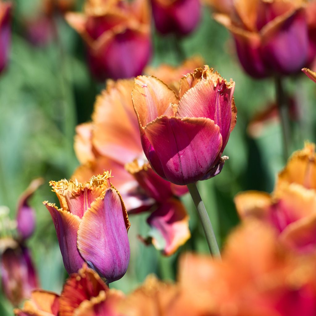 Tulipe dentelée Louvre Orange